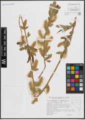 Foto von Salix eriocephala var. watsonii (Bebb) Dorn